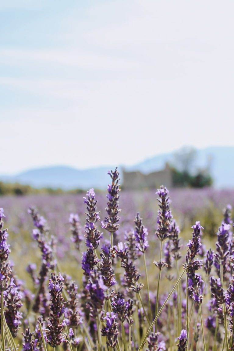 close up of lavender