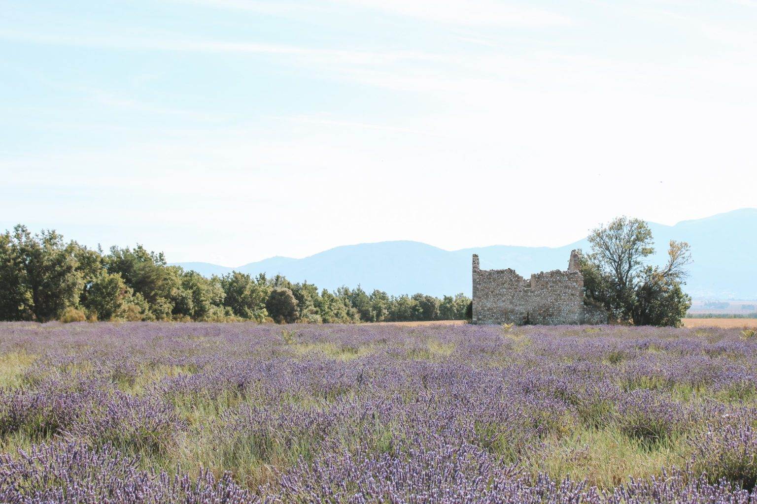 valensole provence lavender field