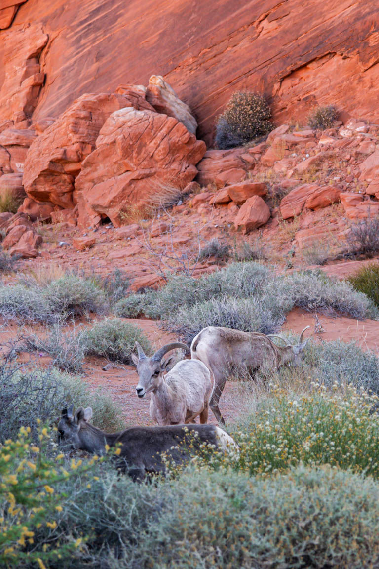 valley of fire famous photo spot wildlife