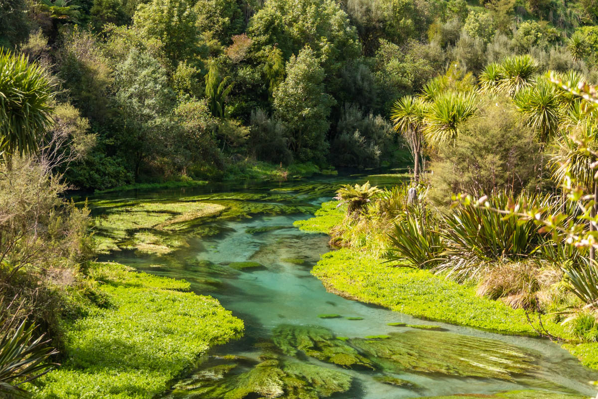 waihou river putāruru