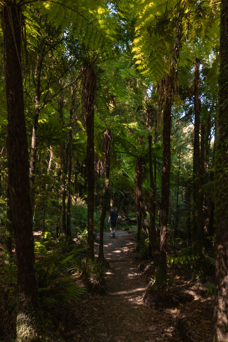 waikato bush forest