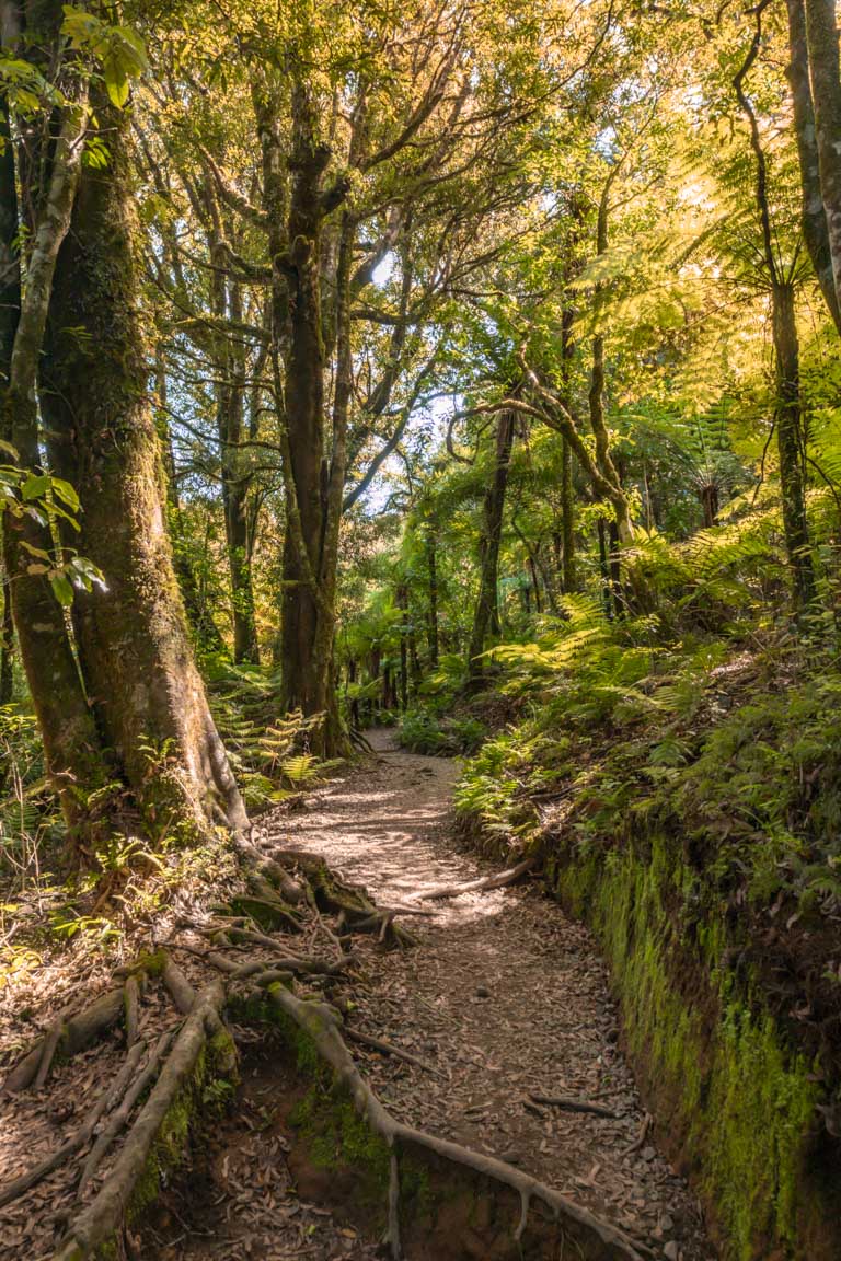 waikato new zealand