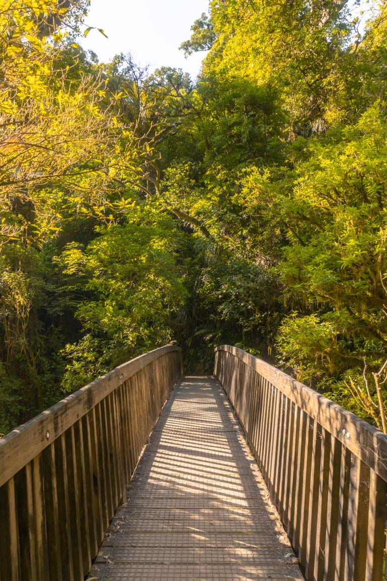 wairere falls waikato bridge track