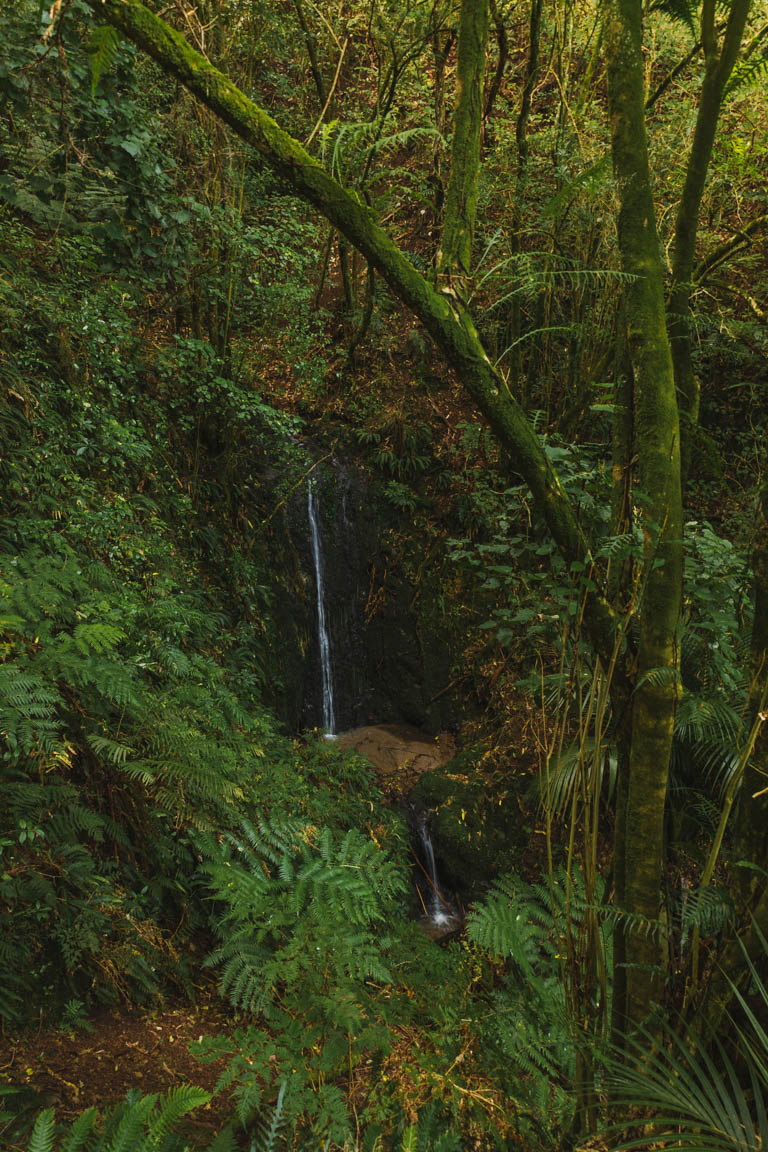waterfall native new zealand forestry